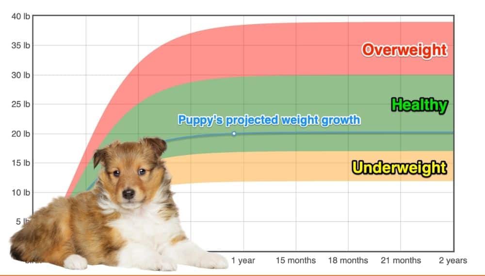 Sheltie feeding hot sale guide